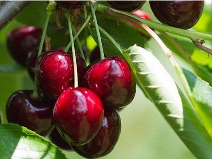Třešeň 'Sweet Valina'  Prunus avium 'Sweet Valina'