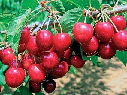 Třešeň 'Sylvana'  Prunus avium 'Sylvana'