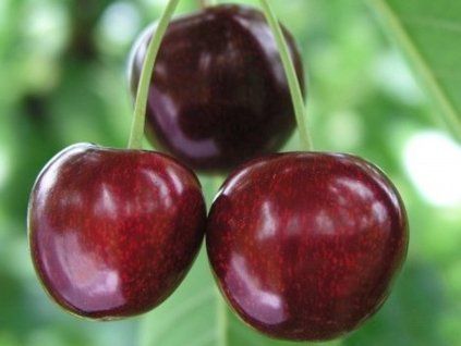 Třešeň 'Sylvia' - k sloupovitému zapěstování  Prunus avium 'Sylvia'