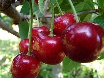 Třešeň 'Těchlovan'  Prunus avium ´Těchlovan´