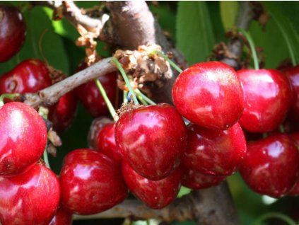 Třešeň 'Van'  Prunus avium 'Van'