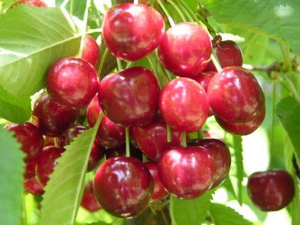 Třešeň 'Vanda'  Prunus avium 'Vanda'