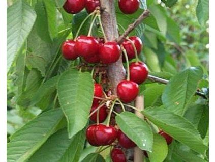 Třešeň sloupovitá 'Sylva'  Prunus avium 'Sylva'