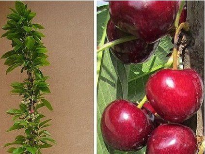 Třešeň sloupovitá 'Victoria'  Prunus avium 'Victoria'