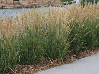Třtina ostrokvětá 'Karl Foerster' - Calamagrostis acutiflora 'Karl Foerster'  Calamagrostis acutiflora 'Karl Foerster'