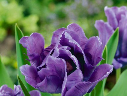 Tulipán 'Blue Parrot'  Tulipa 'Blue Parrot'