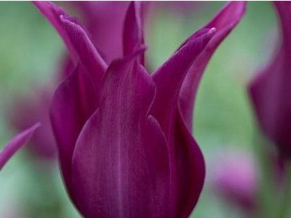 tulip�n burgundy