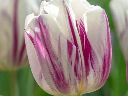 Tulipán 'Flaming Flag'  Tulipa 'Flaming Flag'