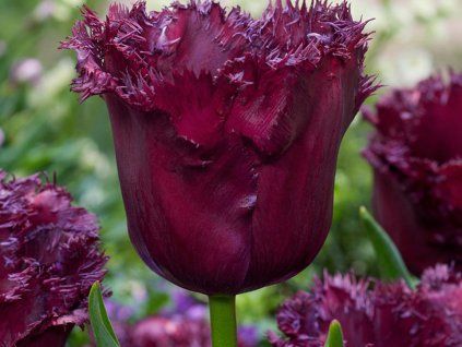 Tulipán 'Gorilla'  Tulipa 'Gorilla'
