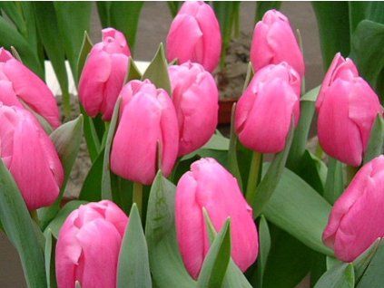 jumbo pink