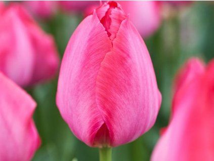 Tulipán 'Lady van Eijk'  Tulipa 'Lady van Eijk'