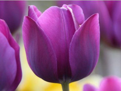 Tulipán 'Negrita'  Tulipa 'Negrita'