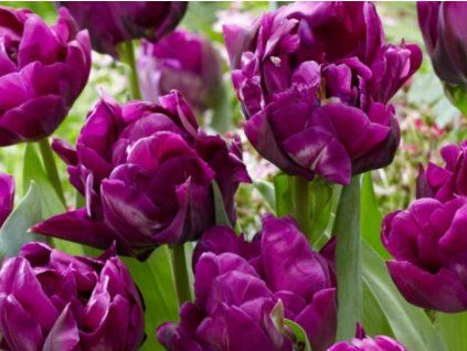 purple peony