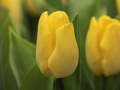 tulipa sunny prince 6309 (1)