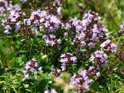 Tymián obecný - Thymus vulgaris  Thymus vulgaris