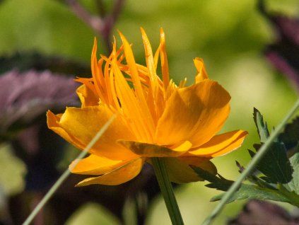Úpolín čínský 'Goldkonigin' - Trollius chinensis 'Goldkonigin'  Trollius chinensis 'Goldkonigin'