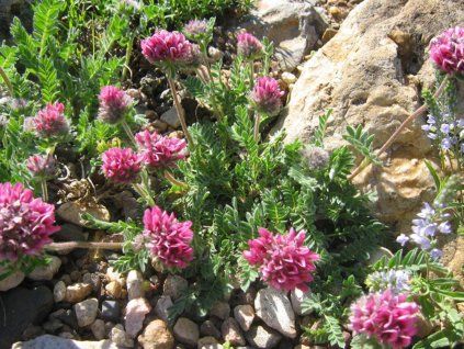 Úročník horský 'Rubra' - Anthyllis montana 'Rubra'  Anthyllis montana 'Rubra'