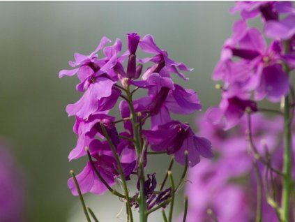 violet 2