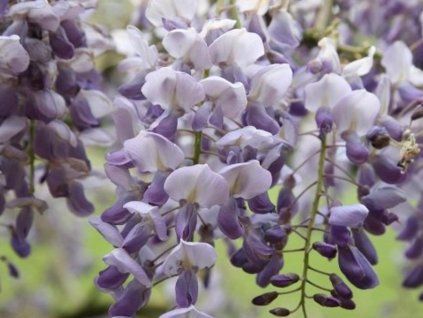 Vistárie čínská 'Amethyst'  Wisteria sinensis 'Amethyst'