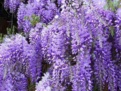 Vistárie květnatá 'Ludwik Lawin'  Wisteria floribunda 'Ludwik Lawin'