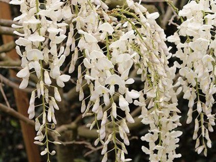 Vistárie květnatá 'Shiro-Noda'  Wisteria floribunda 'Shiro-Noda'