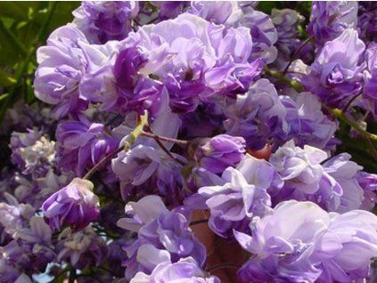 Vistárie květnatá 'Violacea Plena'  Wisteria floribunda 'Violacea Plena'