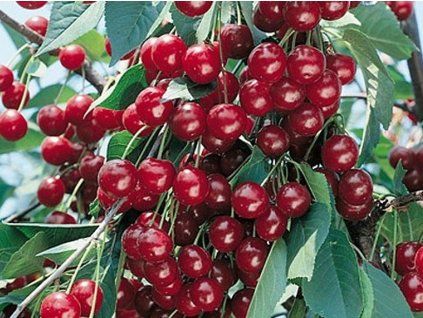 Višeň 'Fanal'  Prunus cerasus 'Fanal'