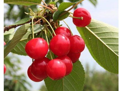 Višeň 'Favorit'  Prunus cerasus 'Favorit'