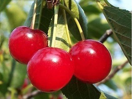 Višeň 'Galena'  Prunus cerasus 'Galena'