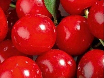 Višeň 'Griotella'  Prunus cerasus 'Griotella'