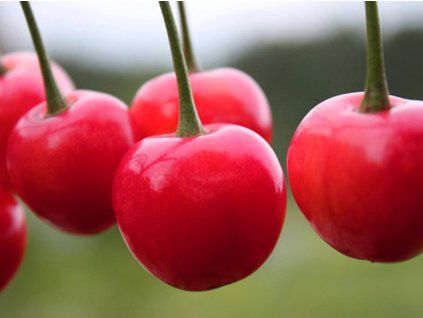 Višeň 'Kelleris'  Prunus cerasus 'Kelleris'