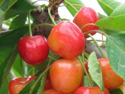 Višeň 'Královna Hortenzie'  Prunus cerasus 'Královna Hortenzie'