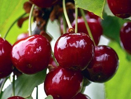 Višeň 'Lucyna'  Prunus cerasus 'Lucyna'