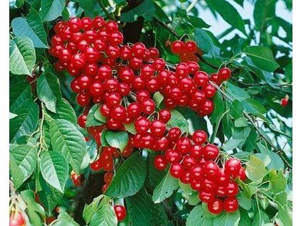 Višeň 'Meteor Koraj'  Prunus cerasus 'Meteor Koraj'