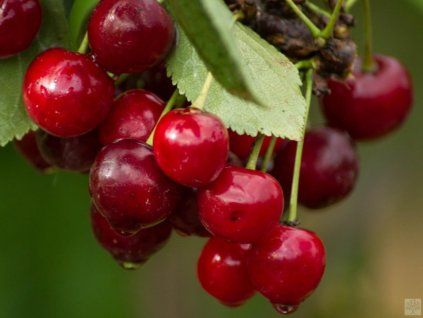 Višeň 'Morela pozdní'  Prunus cerasus 'Morela pozdní'