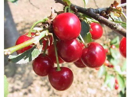 Višeň 'Morsam'  Prunus cerasus 'Morsam'