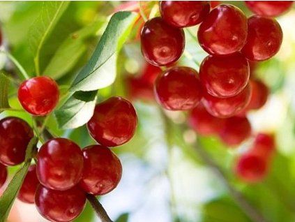 Višeň 'Pandy'  Prunus cerasus 'Pandy'