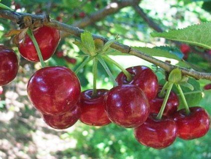 Višeň 'Piramis'  Prunus cerasus 'Piramis'
