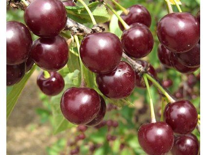 Višeň 'Samor'  Prunus cerasus 'Samor'