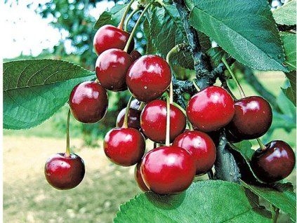 Višeň 'Záhoračka'  Prunus cerasus 'Záhoračka'