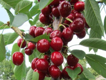 Višeň 'Campanello' - k sloupovitému zapěstování  Prunus cerasus 'Campanello'