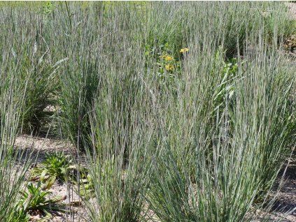 Vousatice metlovitá - Andropogon scoparius  Andropogon scoparius