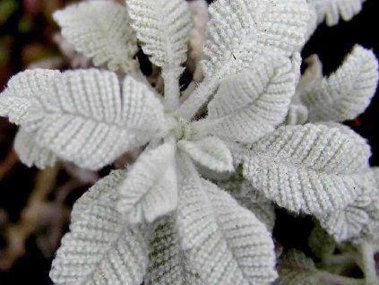 Vratič haradjanii - Tanacetum haradjanii  Tanacetum haradjanii