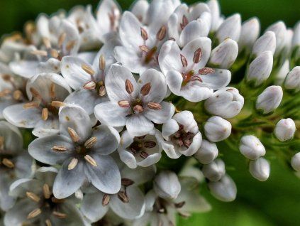 Vrbina sehnutá - Lysimachia clethroides  Lysimachia clethroides