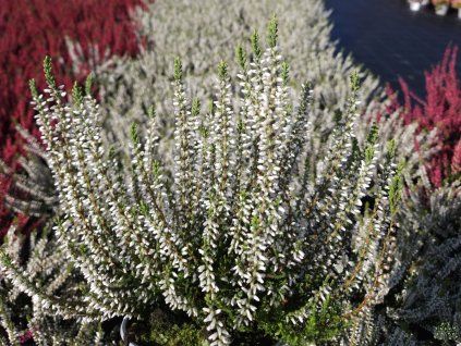 Calluna vulgaris Bettina (3)