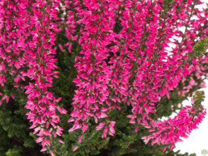 Calluna vulgaris Sanne (2)