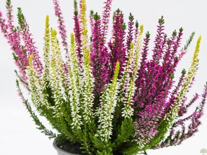 Calluna vulgaris Tricolor (5)