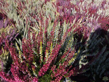 Calluna vulgaris Triogirl (7)