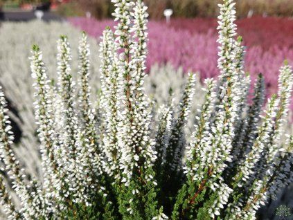 Calluna vulgaris Verenka (1)