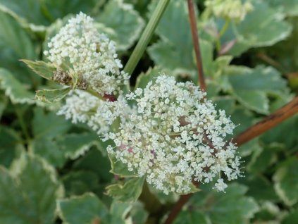 Všedobr horský 'Daphnis' - Peucedanum ostruthium 'Daphnis'  Peucedanum ostruthium 'Daphnis'